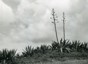 Alfred Ehrhardt, Agaven mit zwei sechs Meter hohen Blüten-“Stengeln“, 1951, © bpk : Alfred Ehrhardt Stiftung.jpg