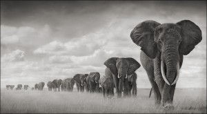 Elephants Walkng Through Grass 18inW.jpg