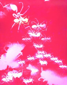 Ants-1962-from-the-series-Color-Approach--C-Masahisa-Fukase-Archives_web.jpg