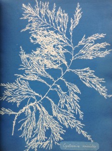 1_Photographs of British Algae by Anna Atkins. Image courtesy of the Horniman Museum and Gardens (3).jpg