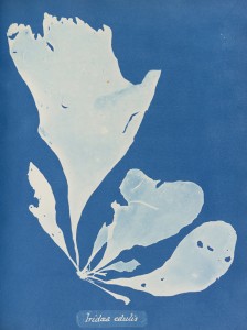 2_Photographs of British Algae by Anna Atkins. Image courtesy of the Horniman Museum and Gardens (9).jpg
