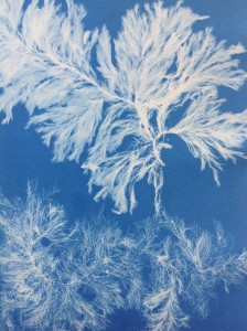 3_Photographs of British Algae by Anna Atkins. Image courtesy of the Horniman Museum and Gardens(1).jpg