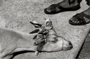 The-Goat’sDance,-La-Mixteca,-Oaxaca,-Mexico,-1992©Graciela-Iturbide_Colecciones-Fundación-MAPFRE-2019_web.jpg