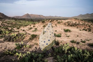 Cactus Field, Western Somaliland 2016 c_Nichole Sobecki.JPG
