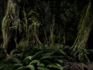 3_Alberto Venzago, Magic Forest, Olympic National Park, Washington, USA 2017, copyright Albert Venzago.jpg
