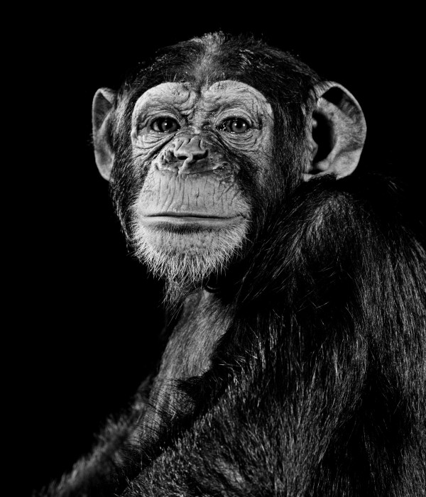 Schimpanse_1992_p