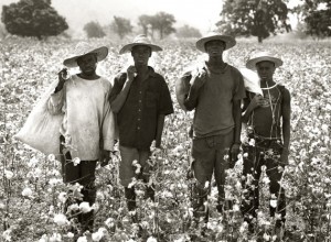 Cotton Farmers, Koulegou Field, Tanguieta, Benin, 2011.jpg