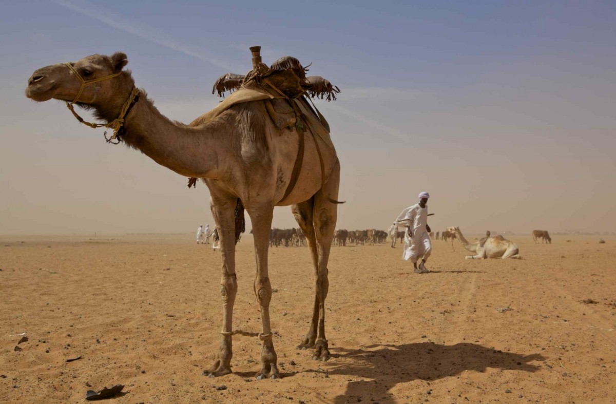 Africa | Middle-East / maciej67 - Sudan, Camel market 