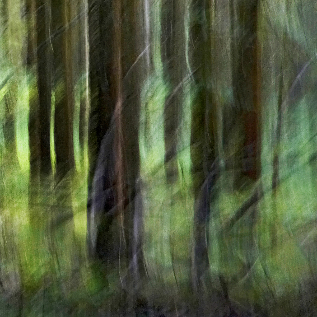 Still Life Structures Hans Engelhardt Wischer B ume LFI Gallery