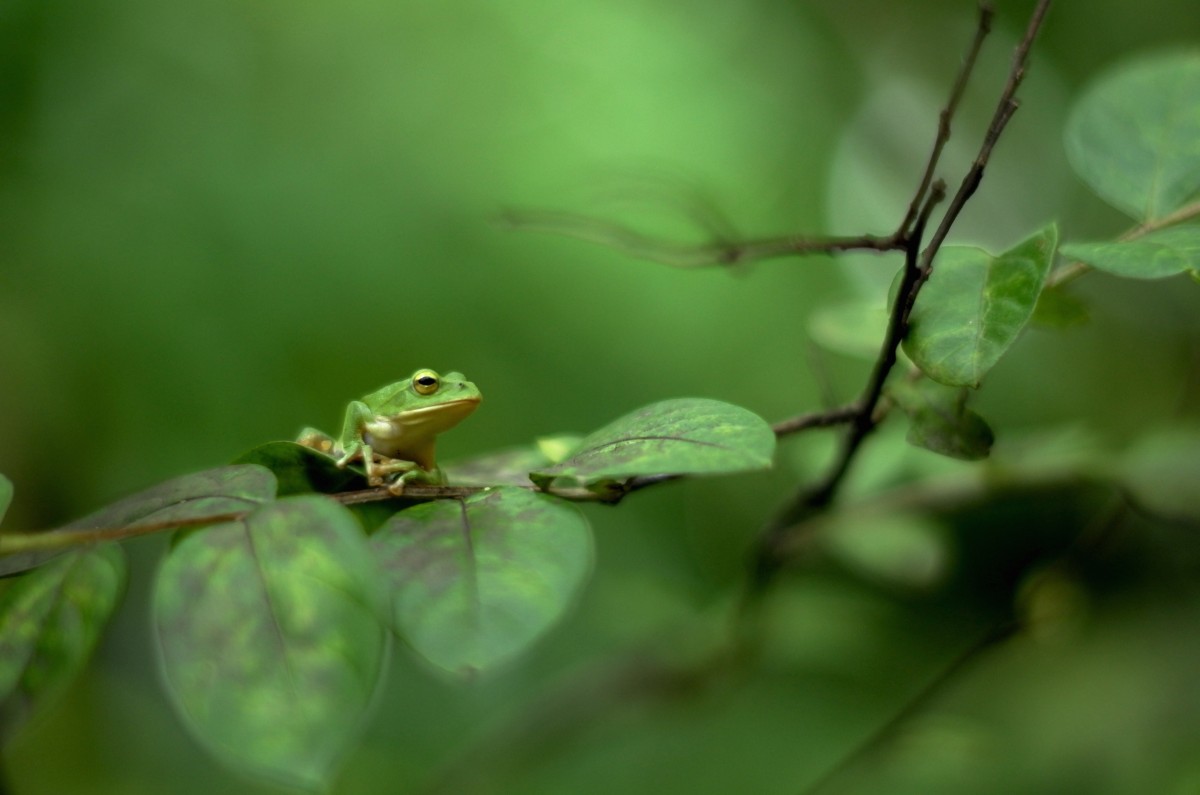 Leica TL Master Shots / yasuaki dainobu - Japanese tree frog | LFI Gallery