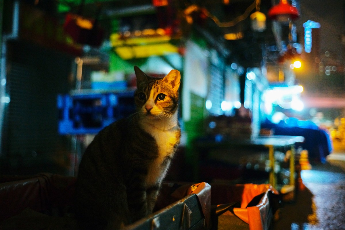 Street Photography / walkman - Cat at Night Market | LFI Gallery