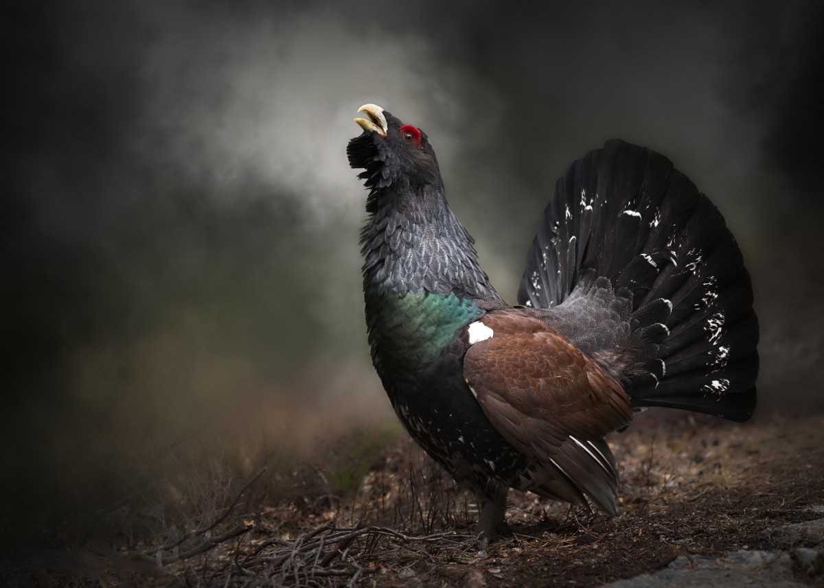 Leica S Master Shots / Tom Erik Smedal - Western Capercaillie | LFI Galerie