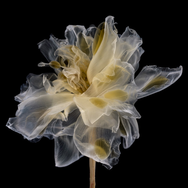 'Fairies I 1', 2020 ©Kathrin Linkersdorff