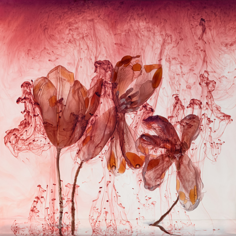 'Fairies IV 2', 2020© KathrinLinkersdorff