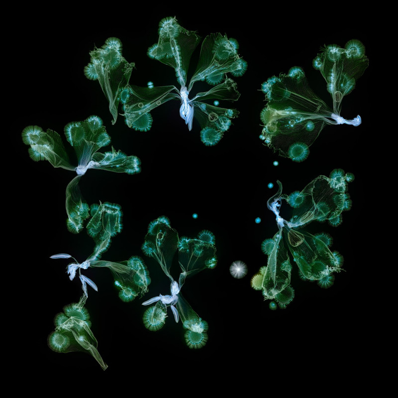 Microverse 4
