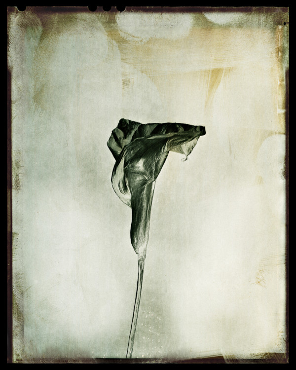 copyright Walter Schels , Calla, 2016