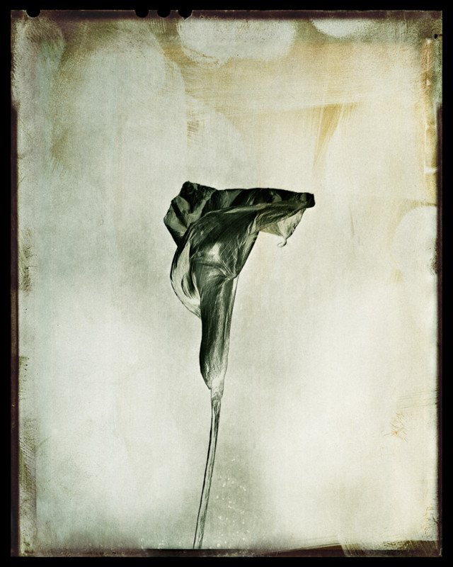 copyright Walter Schels , Calla, 2016