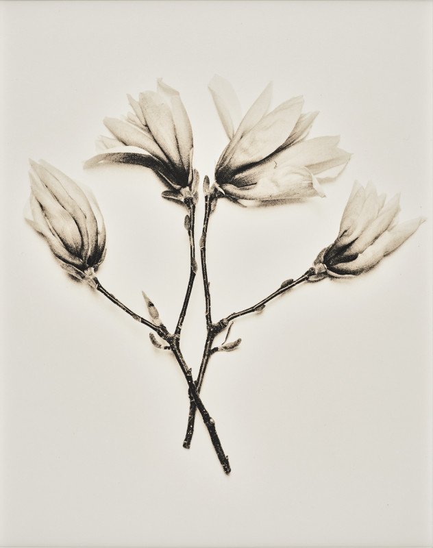 copyright Martin Waldbauer,  Nr. 1188,  Vier Magnolien