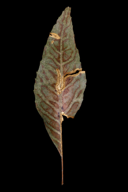KINTSUGI09