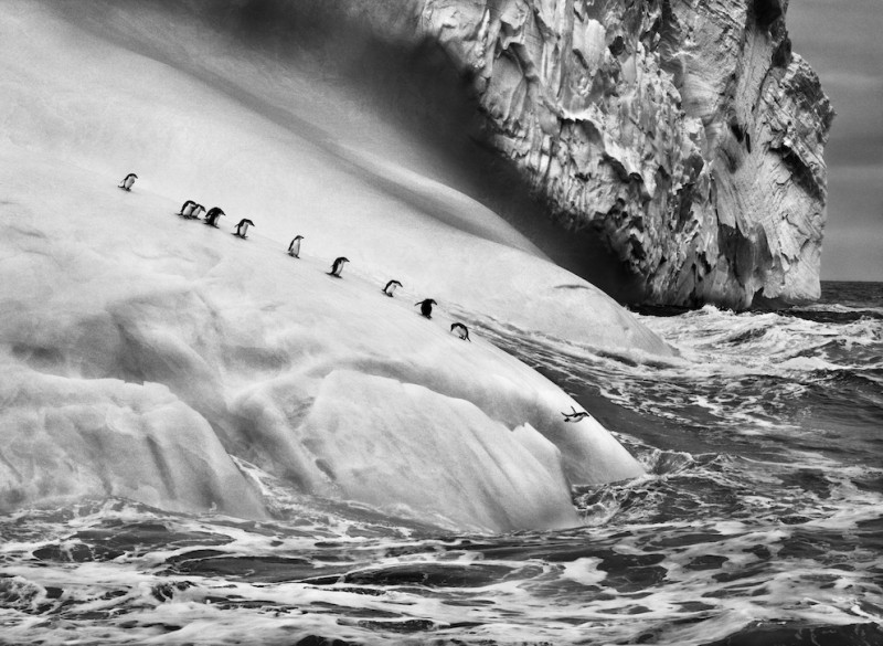 2_Sebastião Salgado, Chinstrap Penguins dive off Icebergs located between Zavodovski and Visokoi Islands, South Sandwich Islands, 2009, copyright SSalgado
