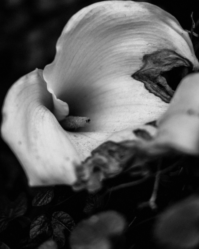 random flower 002