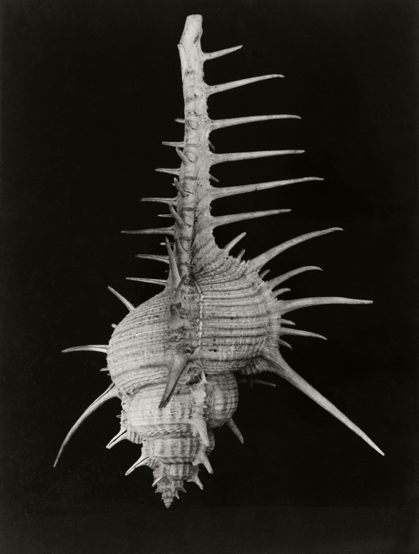 Meeresschnecke