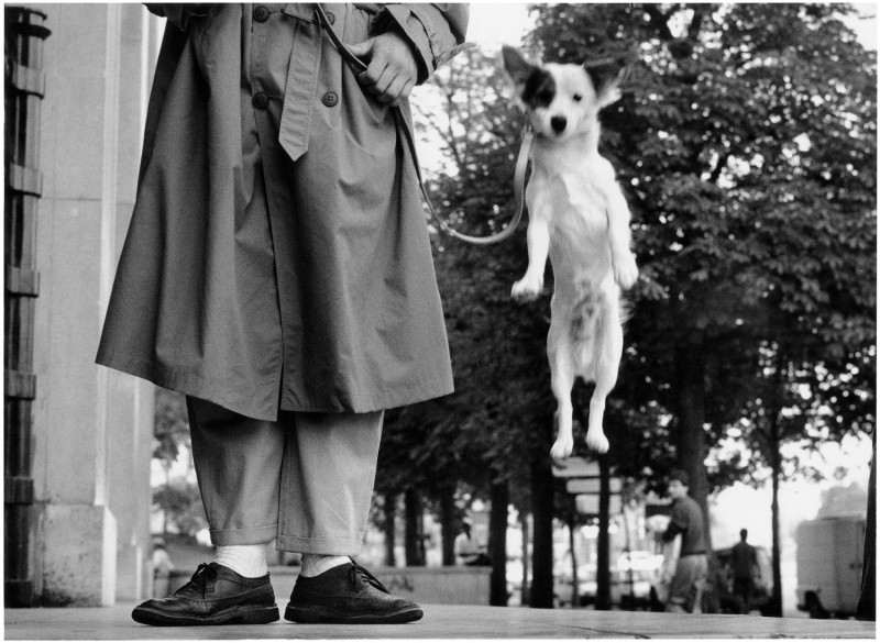 Dog Jumping, Paris, France, 1989 © Elliott Erwitt LLC. All rights reserved. : Magnum Photos
