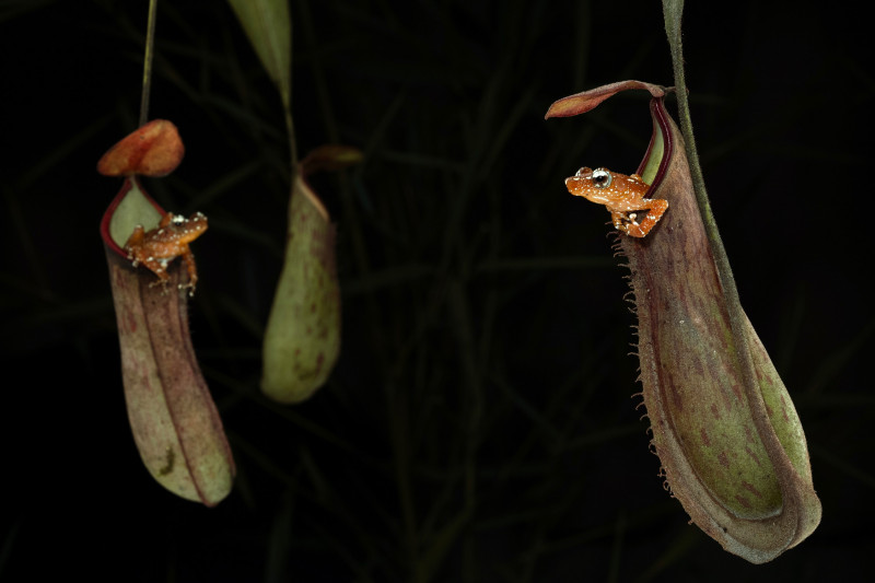Cinnamon Frog LFI 