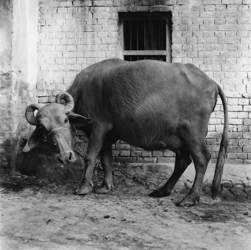 Christa Mayer Büffelkuh, Varanasi, Indien 2001