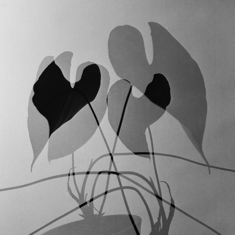 3_German_Lorca_Antúrios_1960_Copyright_GermanLorca