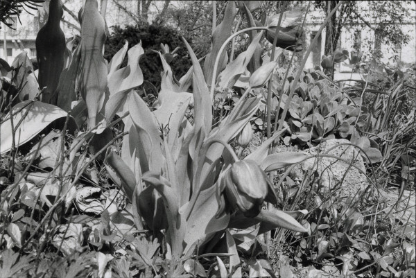 John Gossage-Gardens-1978__courtesy Large Glass