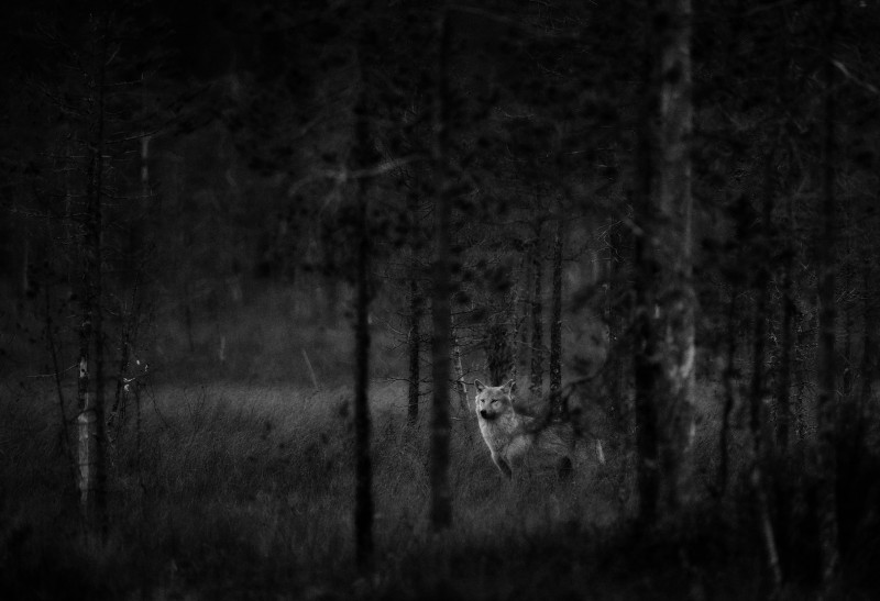 MA_250915_L1040115_sv