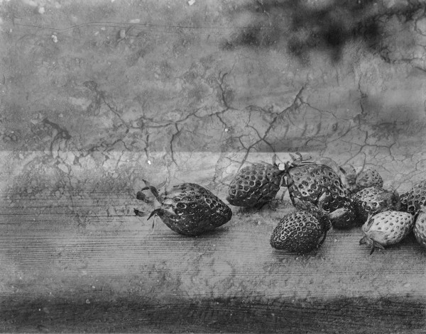 Alexandra Catiere_fraises