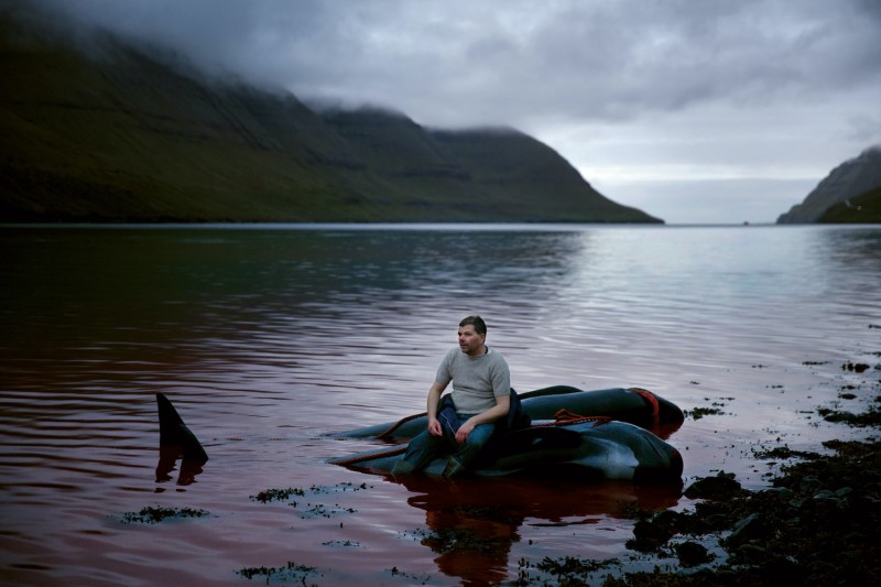 3_Fróði rests on a slaughtered whale 