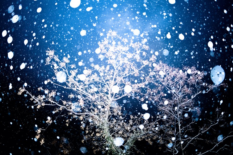 09 Zhu Jiabin A Tree in Snow M6
