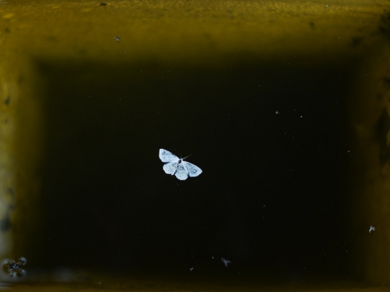 Le Papillon bleu, Nergen, 2018