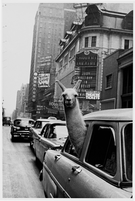 Lama, Times Square, New York City, 1957 © Magnum Photos : Inge Morath Foundation : Fotohof Archiv