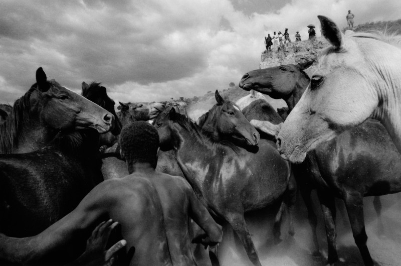 Wildpferde-am-Mount-Kenya,-1964-©-Ulrich-Mack