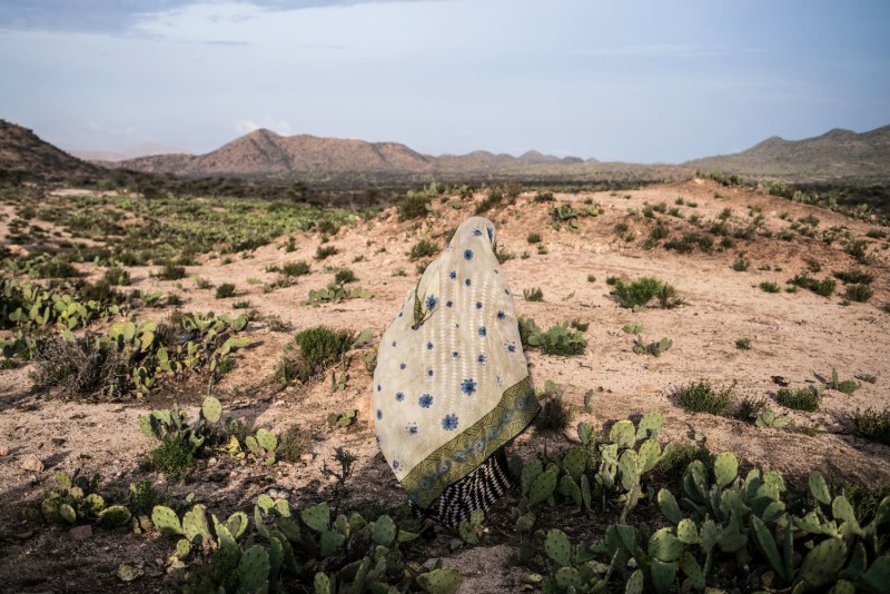 Cactus Field, Western Somaliland 2016 c_Nichole Sobecki
