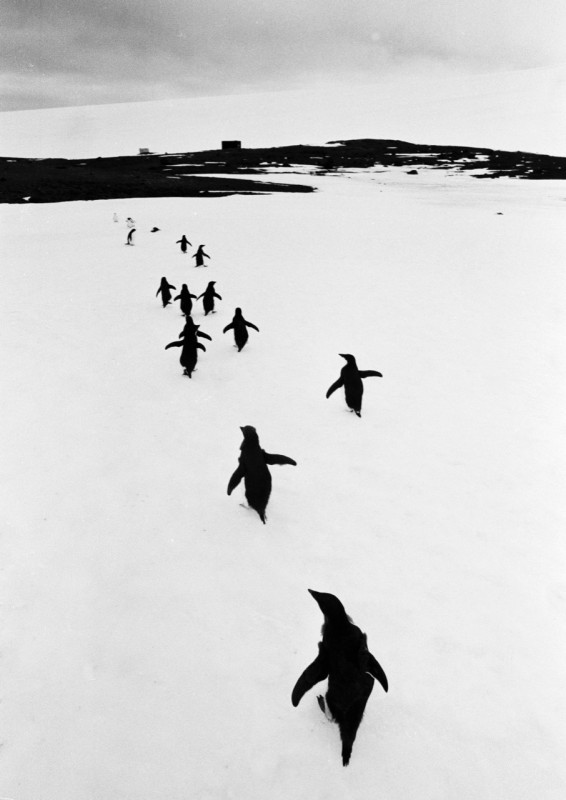 ©️Thomas Hoepker 'Penguins in the Argentinean Antarctica', 1954