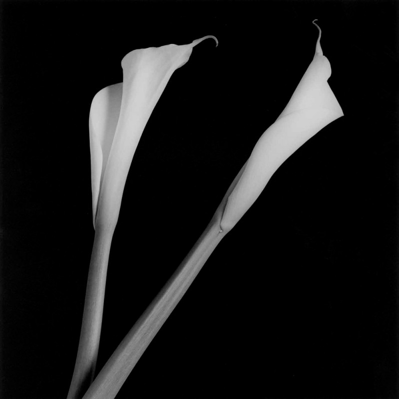 7_Robert Mapplethorpe_Calla Lilies_1985_Courtesy of Galerie Thomas Schulte_copyright Robert Mapplethorpe Foundation. Used by permission_web