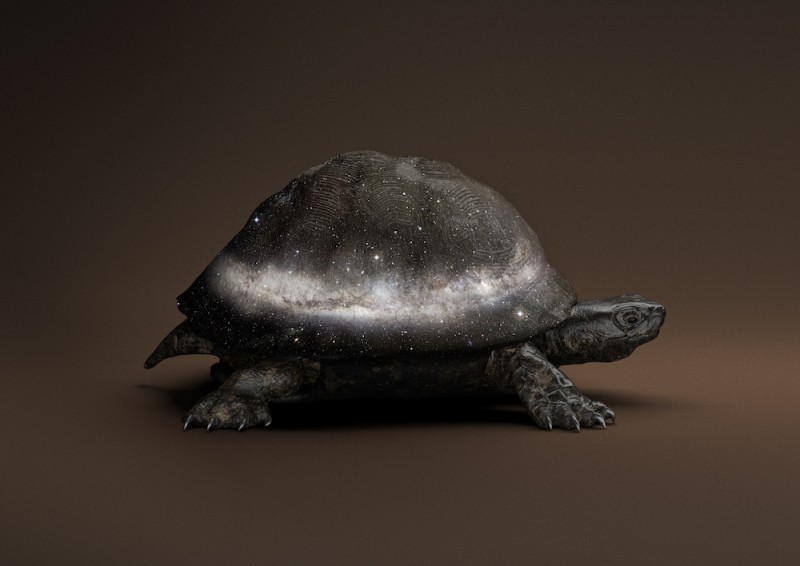 Vincent Frounier, Black Celestial Tortoise [Manouria Praecognito],(Post Natural History series), 2018