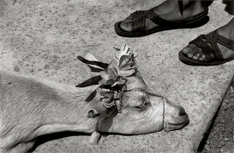 The-Goat’sDance,-La-Mixteca,-Oaxaca,-Mexico,-1992©Graciela-Iturbide_Colecciones-Fundación-MAPFRE-2019_web