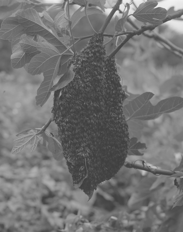Honeybee swarm (Apis mellifera)