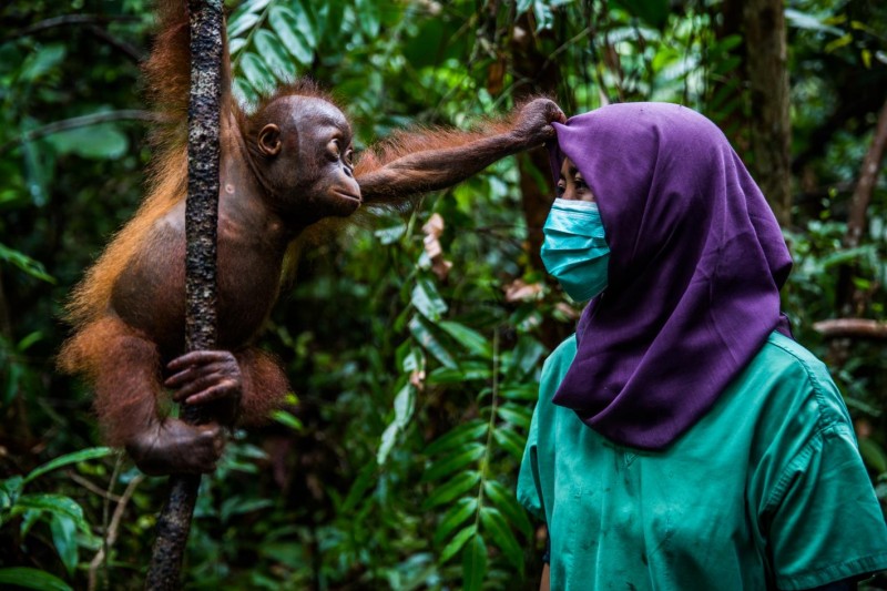 Kemal Jufri-Story Nature & Environment First Prize-Nurturing Orphaned Orangutans