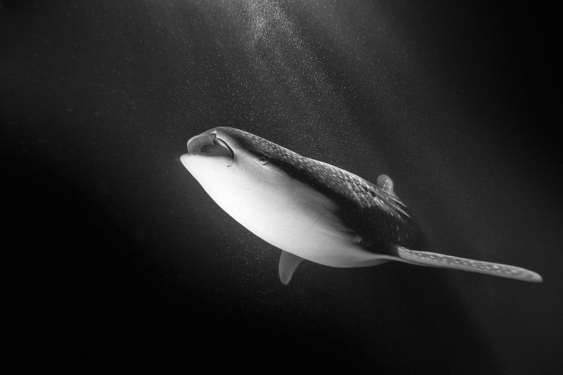 The Whale Shark © Jean-Marie Ghislain, www.lumas.com_Mini-ohneRahmen