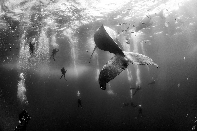 © Anuar Patjane Floriuk - Whale Whisperers - FB Insta