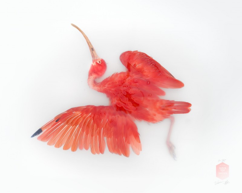 03_DSvT-Unknown Pose by Scarlet Ibis