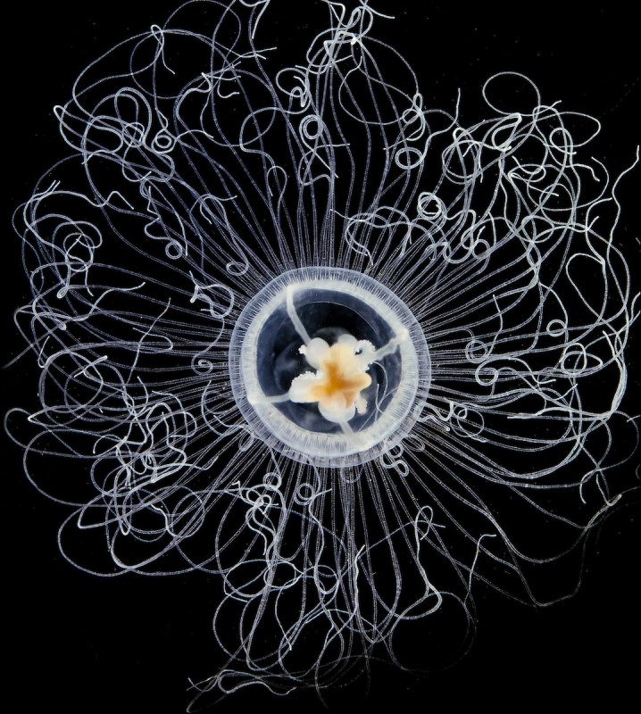 8-SARDET-A Oceania armata jellyfish