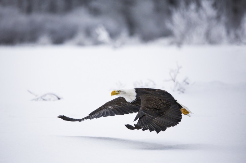 Bald Eagle-Haines, Alaska, USA. ©Michel Rawicki Rawicki